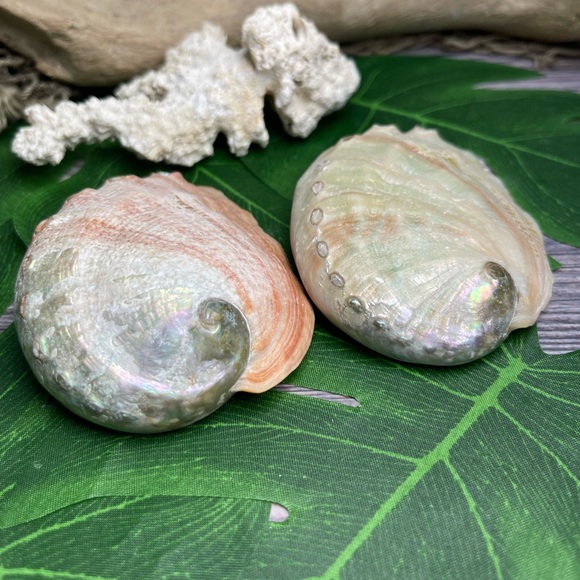 2 for 1 Special Seashells Lot 2 Interior Polished Abalone Shells Bundle Coastal - Picture 10 of 14